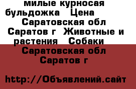 милые курносая  бульдожка › Цена ­ 5 000 - Саратовская обл., Саратов г. Животные и растения » Собаки   . Саратовская обл.,Саратов г.